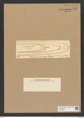 Chaetoceros peruvianus Brightw. (de-Toni-Nr.: Genus 149, Species 4114) Zeichnungen Sammlung Grunow Nr. 7656 (NHMW-BOT-W0376843)